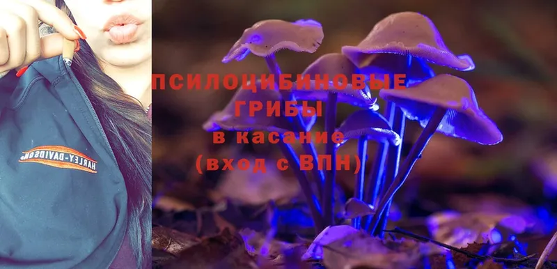 где купить наркоту  Магнитогорск  Галлюциногенные грибы Psilocybe 